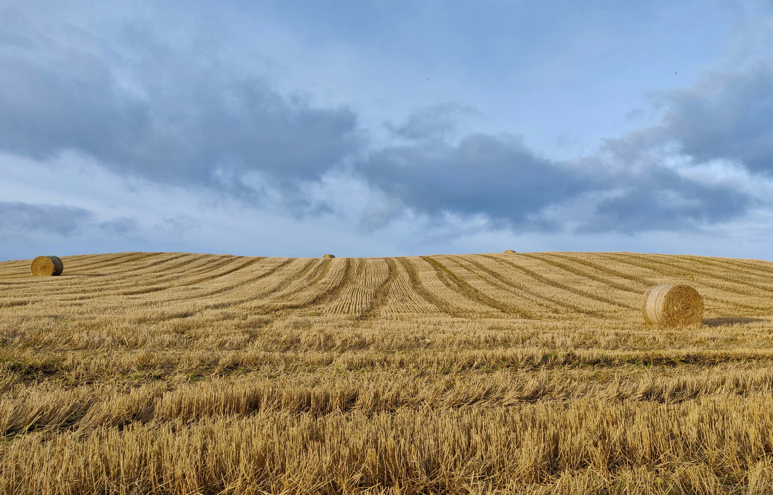 fields